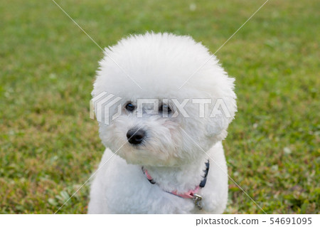 Cute bichon frise is sitting on a spring meadow. Cute bichon frise is sitting on a spring meadow. 54691095