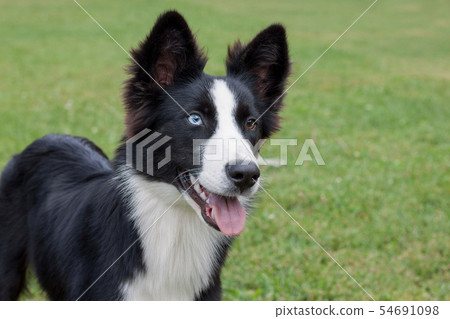Cute yakutian laika puppy with different eyes. 54691098