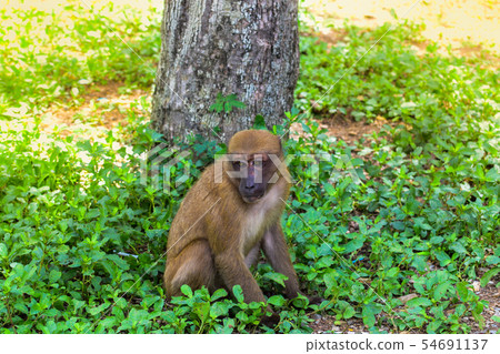 Assam macaque,Monkey sitting under the tree,Lonely Assam macaque,Monkey sitting under the tree,Lonely 54691137