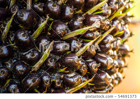 Ripe kernels on a palm tree at the palm oil tree 54691373