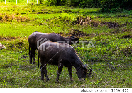 buffalo standing and grazing grass in the morning buffalo standing and grazing grass in the morning 54691472