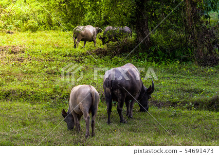 buffalo standing and grazing grass in the morning 54691473