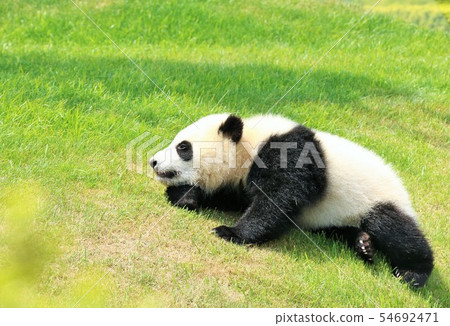 Wakayama Prefecture baby panda 54692471