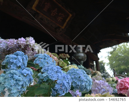 Hydrangea decorated to the Soshin Reido Hydrangea decorated to the Soshin Reido 54692765