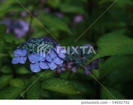 Fortune hydrangea in the temple hall Fortune hydrangea in the temple hall 54692782