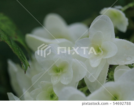 Shiho Ayaha up of the Sorin Reido 54692788