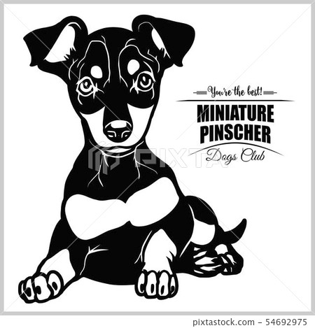 Miniature Pinscher - vector illustration for t-shirt, logo and template badges Miniature Pinscher - vector illustration for t-shirt, logo and template badges 54692975