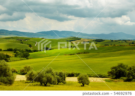 Green Tuscany hills Green Tuscany hills 54692976