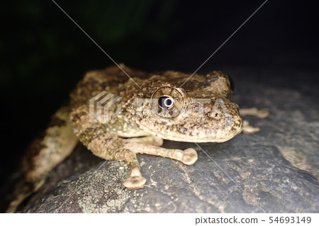 The bullfrog Buergeria buergeri The bullfrog Buergeria buergeri 54693149
