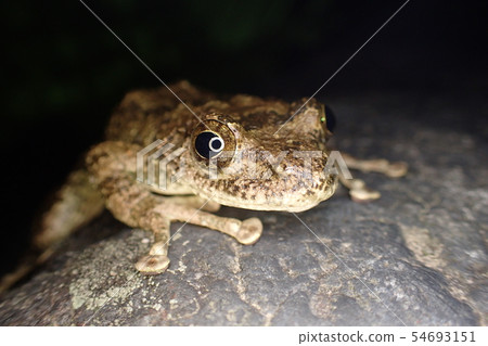 The bullfrog Buergeria buergeri 54693151