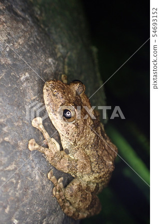 牛蛙Buergeria buergeri 牛蛙Buergeria buergeri 54693152