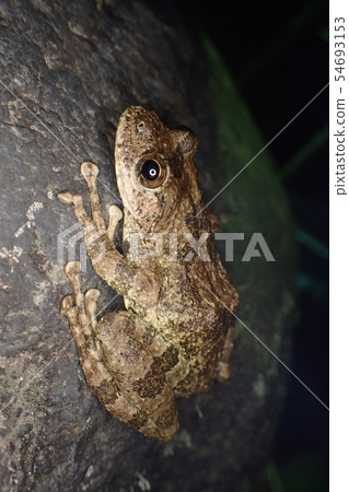 The bullfrog Buergeria buergeri 54693153