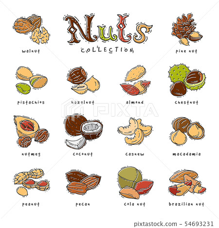 Nuts vector nutshell of hazelnut almond and walnut nutrition illustration set cashew peanut and Nuts vector nutshell of hazelnut almond and walnut nutrition illustration set cashew peanut and 54693231