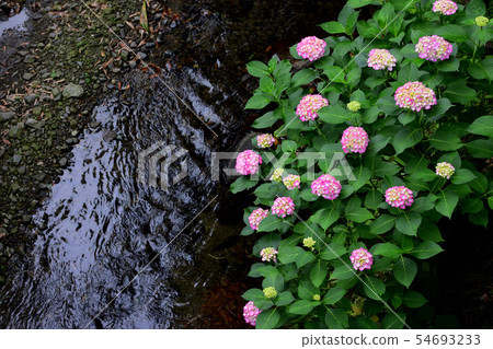 Akizuki Hydrangea Akizuki Hydrangea 54693233