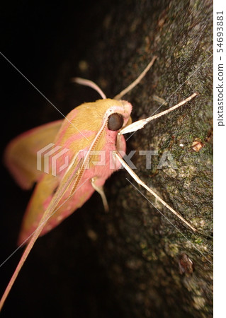 Venezia Deilephila elpenor 54693881