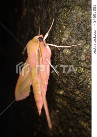Venezia Deilephila elpenor 54693882