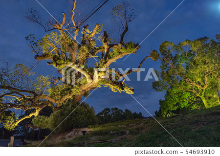 Shoren-in Gate trace的點亮Kusunoki 54693910