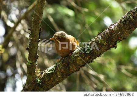 金翼白眉（Garrulax morrisonianus） 54693968