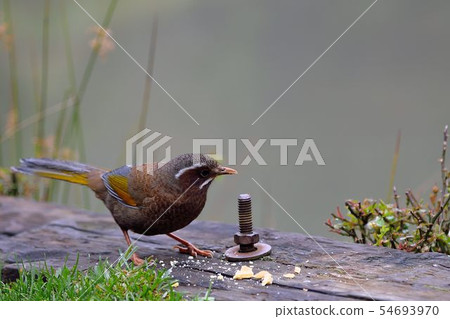 金翼白眉（Garrulax morrisonianus） 54693970