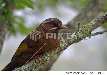 金翼白眉（Garrulax morrisonianus） 54693972