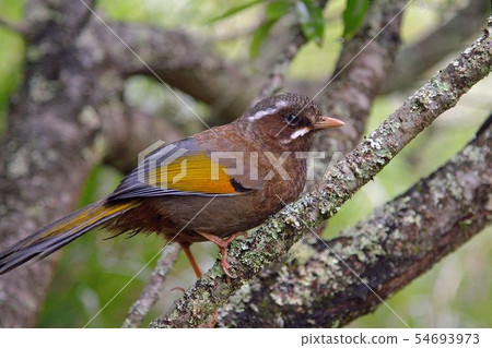 金翼白眉（Garrulax morrisonianus） 54693973