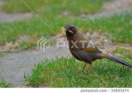 金翼白眉（Garrulax morrisonianus） 54693974