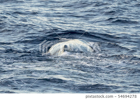 Sperm Whale at sunset 54694278