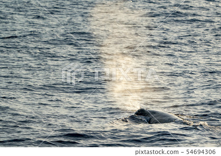 Sperm Whale at sunset while blowing Sperm Whale at sunset while blowing 54694306