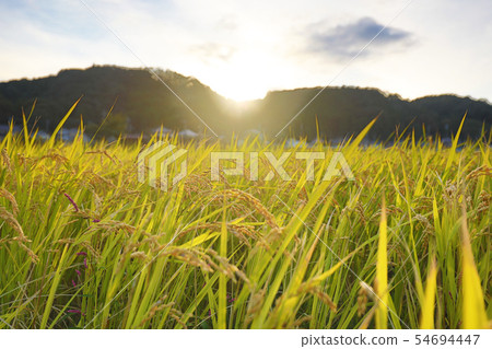 Sunset and rice field 54694447
