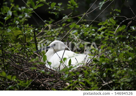 Birch nest Birch nest 54694526