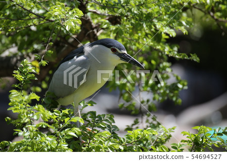 Great blue heron Great blue heron 54694527