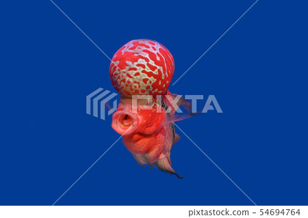 Beautiful Cichlids on a blue background. 54694764