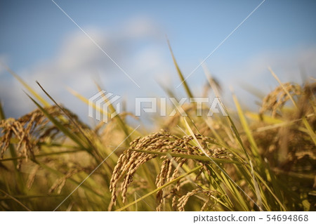 Rice field Rice field 54694868