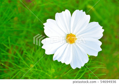 秋天白色波斯菊 秋天白色波斯菊 54694936