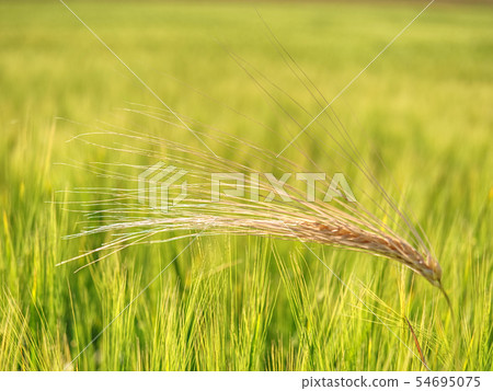 Barley field on the bright summer day.  Detailed 54695075