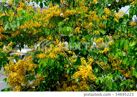 Pterocarpus macrocarpus, or the Burma padauk 54695223