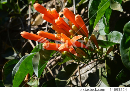 Orange trumpet, Flame flower, Fire-cracker vine Orange trumpet, Flame flower, Fire-cracker vine 54695224