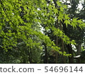 藍楓1 54696144
