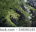 藍楓2 54696145