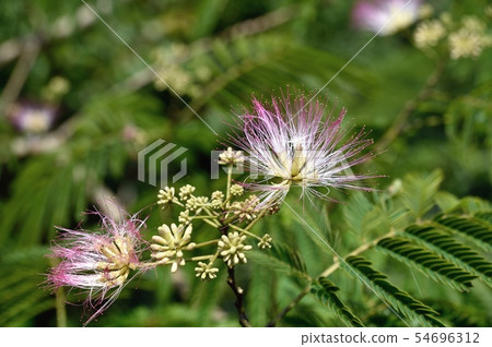 Nemnoki flower 54696312