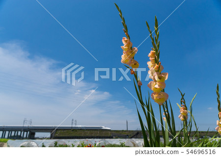 Gladiolus and Tokaido Shinkansen Gladiolus and Tokaido Shinkansen 54696516