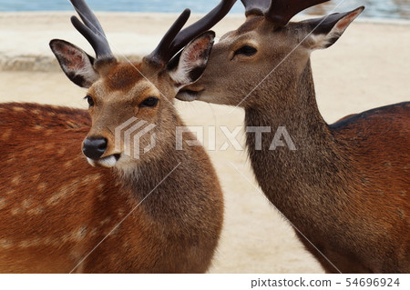 幾隻鹿 幾隻鹿 54696924