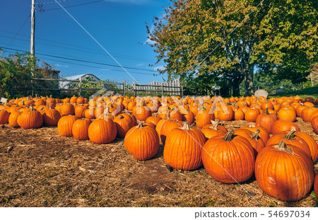 Fresh pumpkins on farm field 54697034