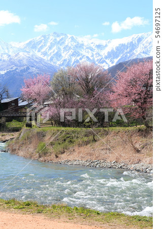 Cherry blossoms in Oide Park Cherry blossoms in Oide Park 54697125