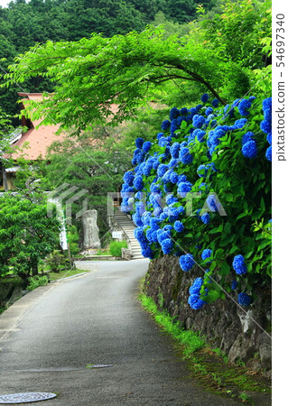 繡球花和甲州寺 繡球花和甲州寺 54697340