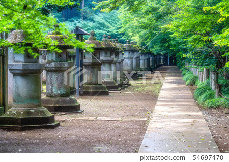 Saitama early summer Hirabayashi (Ishikushi) Saitama early summer Hirabayashi (Ishikushi) 54697470