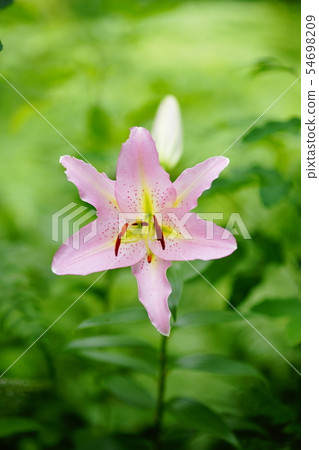 小百合姬 小百合姬 54698209