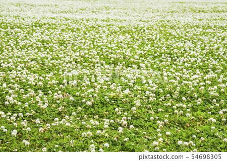 White clover background material White clover background material 54698305