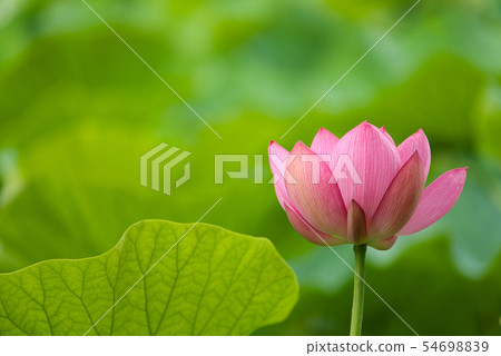 Oga lotus two thousand years lotus 54698839