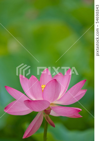 Oga蓮花兩千年蓮花 Oga蓮花兩千年蓮花 54698843